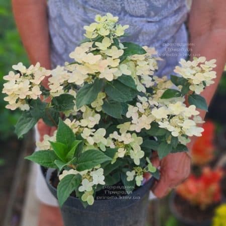 Гортензія хуртовина Полестар (Hydrangea paniculata Polestar) ФОТО Розплідник рослин Природа (8)