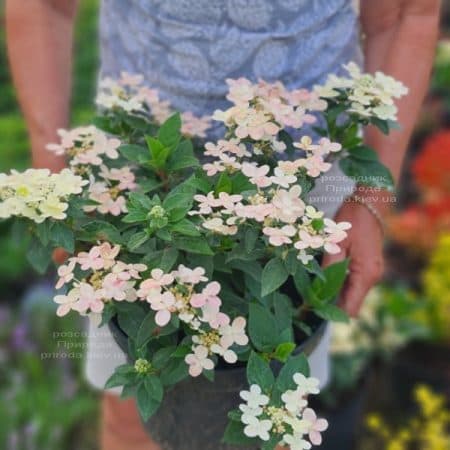 Гортензія хуртовина Полестар (Hydrangea paniculata Polestar) ФОТО Розплідник рослин Природа (9)