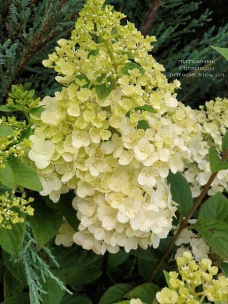 Гортензия метельчатая Сандей Фрейз (Hydrangea paniculata Sundae Fraise) ФОТО Питомник растений Природа (1)