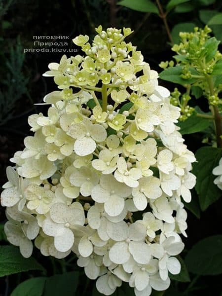 Гортензия метельчатая Сандей Фрейз (Hydrangea paniculata Sundae Fraise) ФОТО Питомник растений Природа (2)