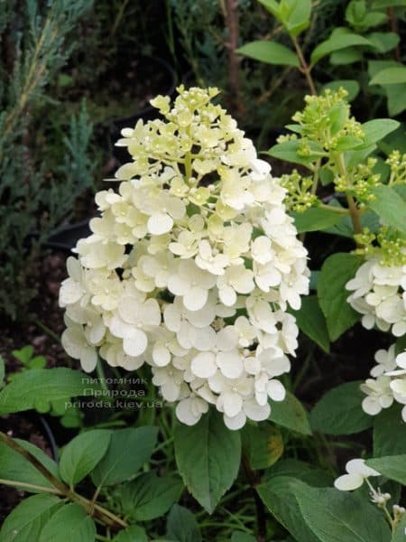 Гортензія волотиста Сандей Фрейз (Hydrangea paniculata Sundae Fraise) ФОТО Розплідник рослин Природа (3)