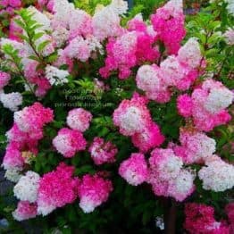 Гортензия метельчатая Сандей Фрейз (Hydrangea paniculata Sundae Fraise) ФОТО Питомник растений Природа (4)