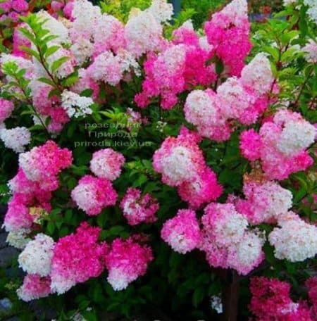 Гортензия метельчатая Сандей Фрейз (Hydrangea paniculata Sundae Fraise) ФОТО Питомник растений Природа (4)