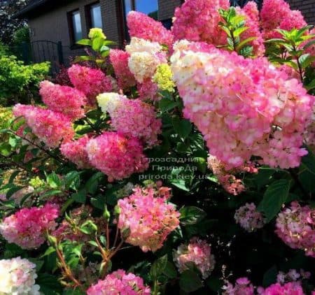 Гортензия метельчатая Сандей Фрейз (Hydrangea paniculata Sundae Fraise) ФОТО Питомник растений Природа (5)