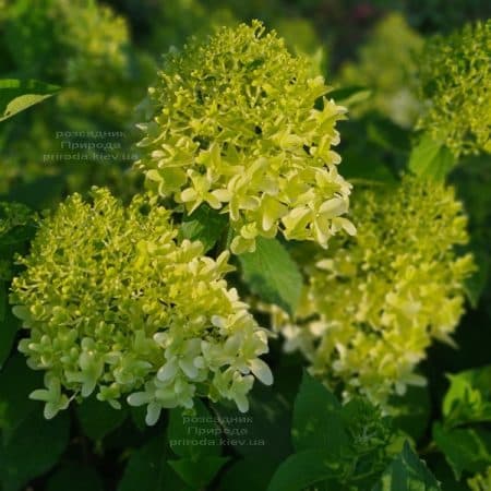 Гортензия метельчатая Скайфолл (Hydrangea paniculata Skyfall) ФОТО Питомник растений Природа (10)