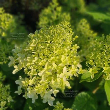 Гортензия метельчатая Скайфолл (Hydrangea paniculata Skyfall) ФОТО Питомник растений Природа (11)