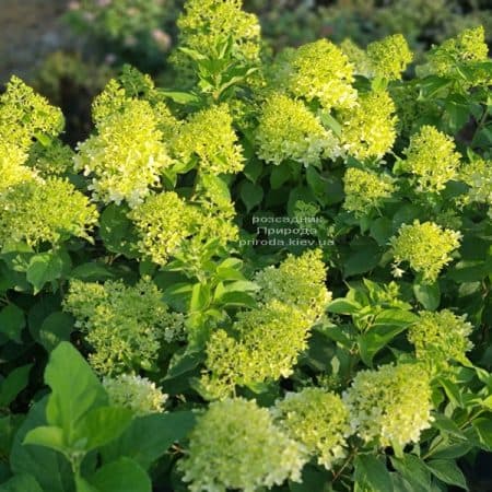 Гортензия метельчатая Скайфолл (Hydrangea paniculata Skyfall) ФОТО Питомник растений Природа (12)