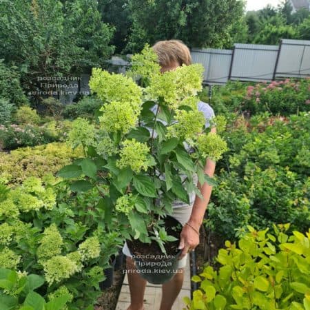 Гортензия метельчатая Скайфолл (Hydrangea paniculata Skyfall) ФОТО Питомник растений Природа (4)