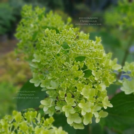 Гортензия метельчатая Скайфолл (Hydrangea paniculata Skyfall) ФОТО Питомник растений Природа (5)