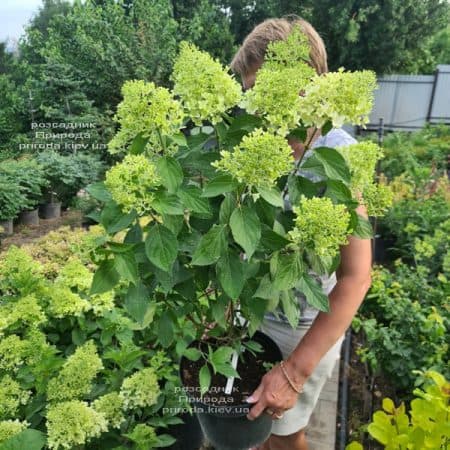 Гортензия метельчатая Скайфолл (Hydrangea paniculata Skyfall) ФОТО Питомник растений Природа (6)