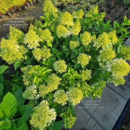 Гортензия метельчатая Скайфолл (Hydrangea paniculata Skyfall) ФОТО Питомник растений Природа (8)