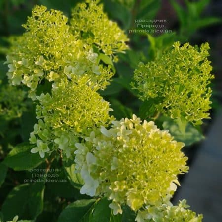 Гортензия метельчатая Скайфолл (Hydrangea paniculata Skyfall) ФОТО Питомник растений Природа (9)