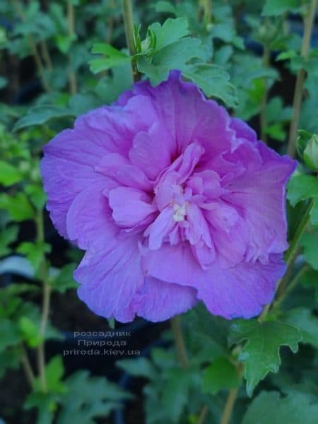 Гібіскус сирійський Блю Шифон (Hibiscus syriacus Blue Chiffon) ФОТО Розсадник рослин Природа (7)