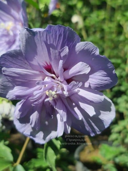 Гібіскус сирійський Блю Шифон (Hibiscus syriacus Blue Chiffon) ФОТО Розсадник рослин Природа (8)