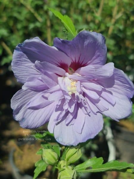 Гібіскус сирійський Блю Шифон (Hibiscus syriacus Blue Chiffon) ФОТО Розсадник рослин Природа (9)