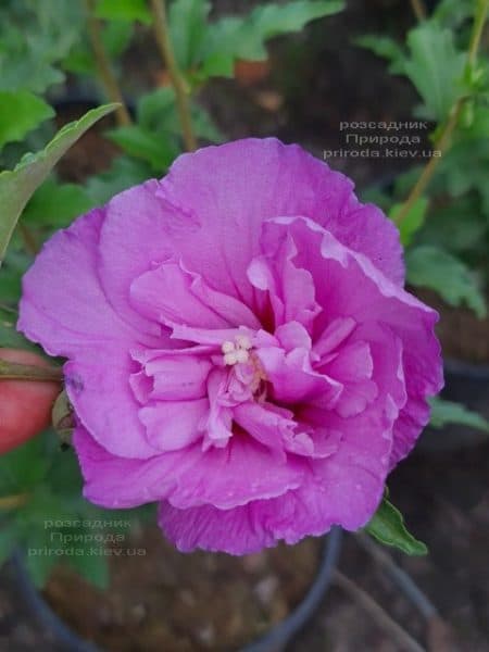 Гібіскус сирійський Лавендер Шифон (Hibiscus syriacus Lavender Chiffon) ФОТО Розсадник рослин Природа (4)