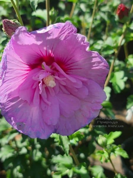 Гібіскус сирійський Лавендер Шифон (Hibiscus syriacus Lavender Chiffon) ФОТО Розсадник рослин Природа (5)