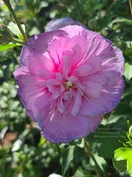 Гібіскус сирійський Лавендер Шифон (Hibiscus syriacus Lavender Chiffon) ФОТО Розсадник рослин Природа (6)