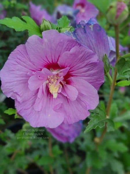 Гібіскус сирійський Лавендер Шифон (Hibiscus syriacus Lavender Chiffon) ФОТО Розсадник рослин Природа (7)