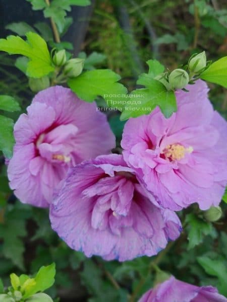 Гібіскус сирійський Лавендер Шифон (Hibiscus syriacus Lavender Chiffon) ФОТО Розсадник рослин Природа (8)