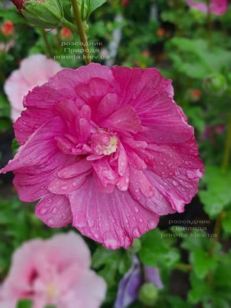 Гібіскус сирійський Маджента Шифон (Hibiscus syriacus Magenta Chiffon) ФОТО Розсадник рослин Природа (5)