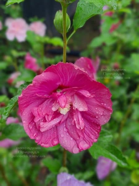 Гібіскус сирійський Маджента Шифон (Hibiscus syriacus Magenta Chiffon) ФОТО Розсадник рослин Природа (6)