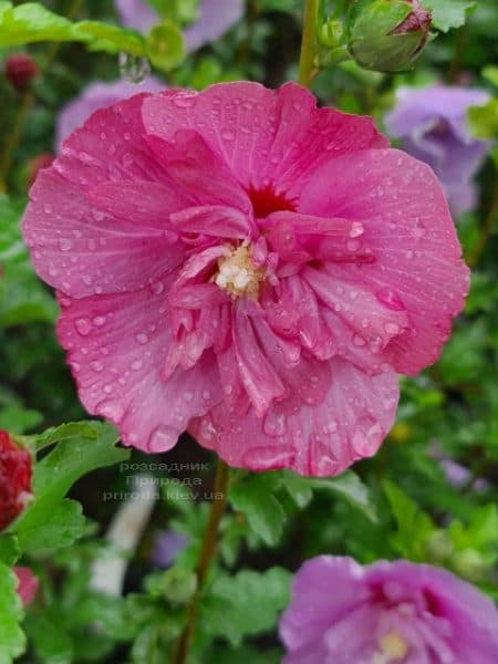 Гібіскус сирійський Маджента Шифон (Hibiscus syriacus Magenta Chiffon) ФОТО Розсадник рослин Природа (7)