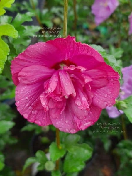 Гібіскус сирійський Маджента Шифон (Hibiscus syriacus Magenta Chiffon) ФОТО Розсадник рослин Природа (8)