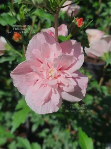 Гібіскус сирійский Пінк Шифон (Hibiscus syriacus Pink Chiffon) ФОТО Розсадник рослин Природа (3)