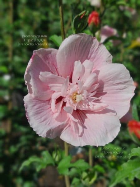 Гібіскус сирійський Пінк Шифон (Hibiscus syriacus Pink Chiffon) ФОТО Розсадник рослин Природа (4)