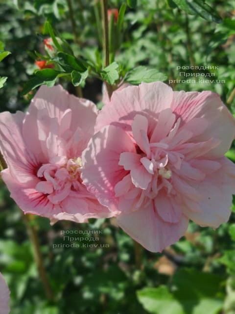 Гібіскус сирійський Пінк Шифон (Hibiscus syriacus Pink Chiffon) ФОТО Розсадник рослин Природа (5)