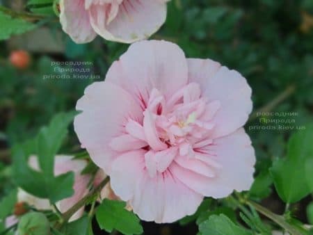 Гібіскус сирійський Пінк Шифон (Hibiscus syriacus Pink Chiffon) ФОТО Розсадник рослин Природа (6)