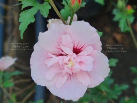 Гібіскус сирійський Пінк Шифон (Hibiscus syriacus Pink Chiffon) ФОТО Розсадник рослин Природа (7)