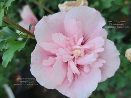 Гібіскус сирійський Пінк Шифон (Hibiscus syriacus Pink Chiffon) ФОТО Розсадник рослин Природа (8)