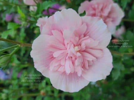 Гібіскус сирійський Пінк Шифон (Hibiscus syriacus Pink Chiffon) ФОТО Розсадник рослин Природа (9)