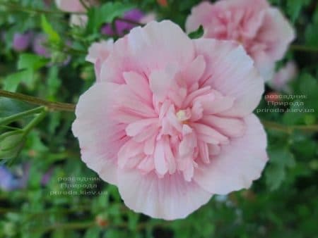 Гібіскус сирійский Пінк Шифон (Hibiscus syriacus Pink Chiffon) ФОТО Розсадник рослин Природа (9)