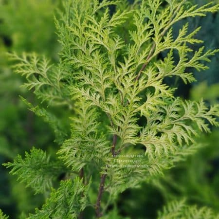 Кіпарисовик Лавсона Алюміголд (Chamaecyparis lawsoniana Alumigold) ФОТО Розплідник рослин Природа (13)