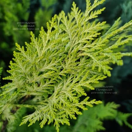 Кипарисовик Лавсона Алюмиголд (Chamaecyparis lawsoniana Alumigold) ФОТО Питомник растений Природа (14)