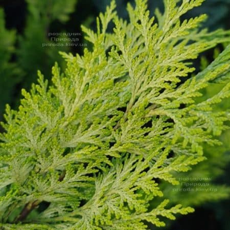Кіпарисовик Лавсона Алюміголд (Chamaecyparis lawsoniana Alumigold) ФОТО Розплідник рослин Природа (15)