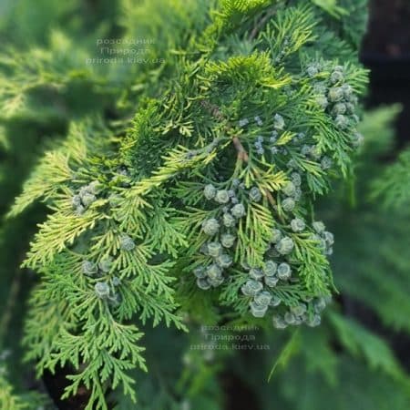 Кіпарисовик Лавсона Івонне (Chamaecyparis lawsoniana Ivonne) ФОТО Розплідник рослин Природа (14)