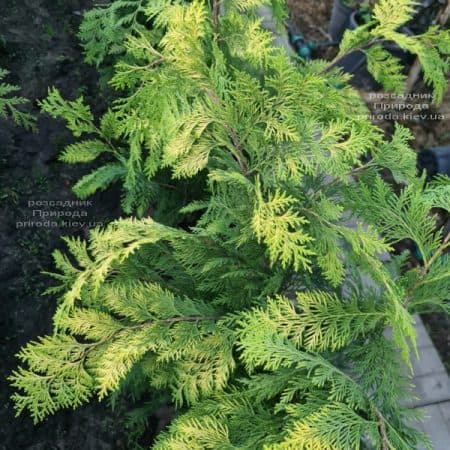 Кипарисовик Лавсона Ивонне (Chamaecyparis lawsoniana Ivonne) ФОТО Питомник растений Природа (17)