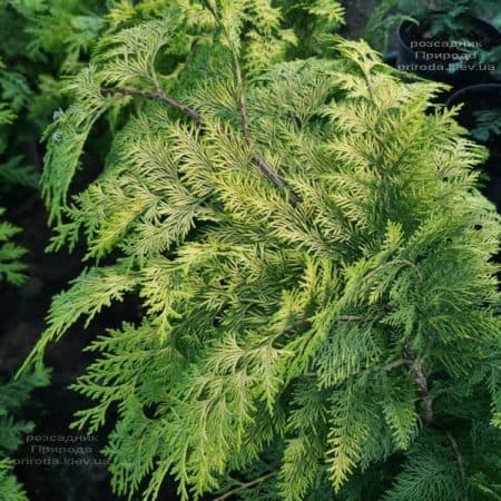 Кипарисовик Лавсона Ивонне (Chamaecyparis lawsoniana Ivonne) ФОТО Питомник растений Природа (18)