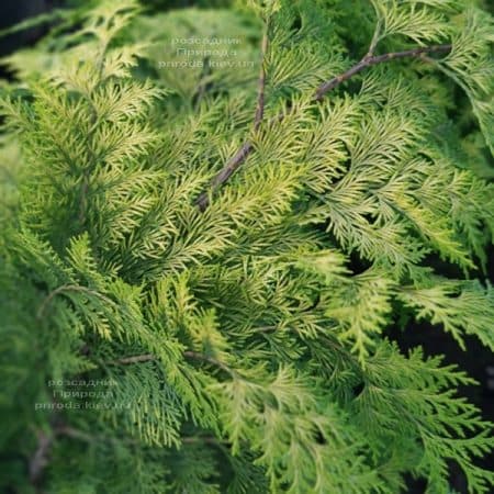 Кіпарисовик Лавсона Івонне (Chamaecyparis lawsoniana Ivonne) ФОТО Розплідник рослин Природа (19)