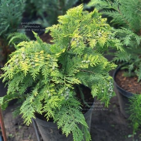 Кипарисовик Лавсона Ивонне (Chamaecyparis lawsoniana Ivonne) ФОТО Питомник растений Природа (20)