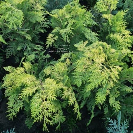 Кипарисовик Лавсона Стардаст (Chamaecyparis lawsoniana Stardust) ФОТО Питомник растений Природа (4)