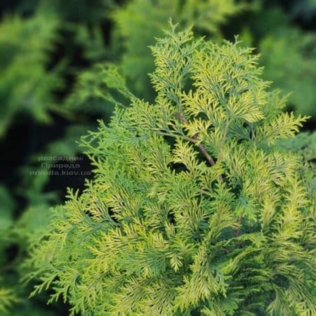 Кипарисовик Лавсона Стардаст (Chamaecyparis lawsoniana Stardust) ФОТО Питомник растений Природа (5)