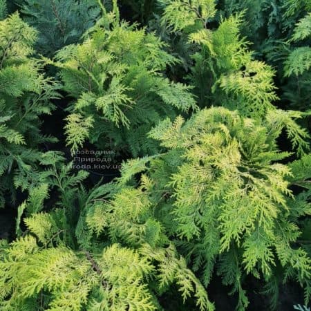 Кипарисовик Лавсона Стардаст (Chamaecyparis lawsoniana Stardust) ФОТО Питомник растений Природа (6)