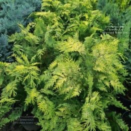 Кипарисовик Лавсона Стардаст (Chamaecyparis lawsoniana Stardust) ФОТО Питомник растений Природа (7)