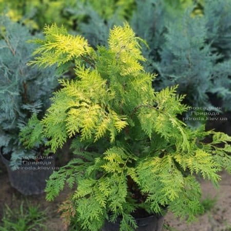 Кипарисовик Лавсона Стардаст (Chamaecyparis lawsoniana Stardust) ФОТО Питомник растений Природа (8)