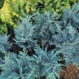 Кіпарисовик Лавсона Ван Пельц Блу (Chamaecyparis lawsoniana Van Pelts Blue) ФОТО Розплідник рослин Природа (2)